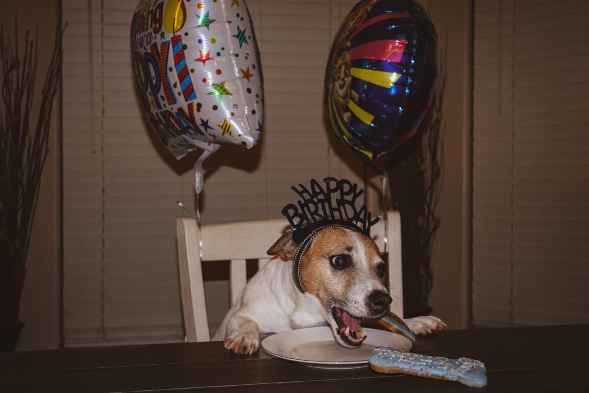 Cute dog celebrating a birthday with balloons and cake, wearing a fun birthday hat.