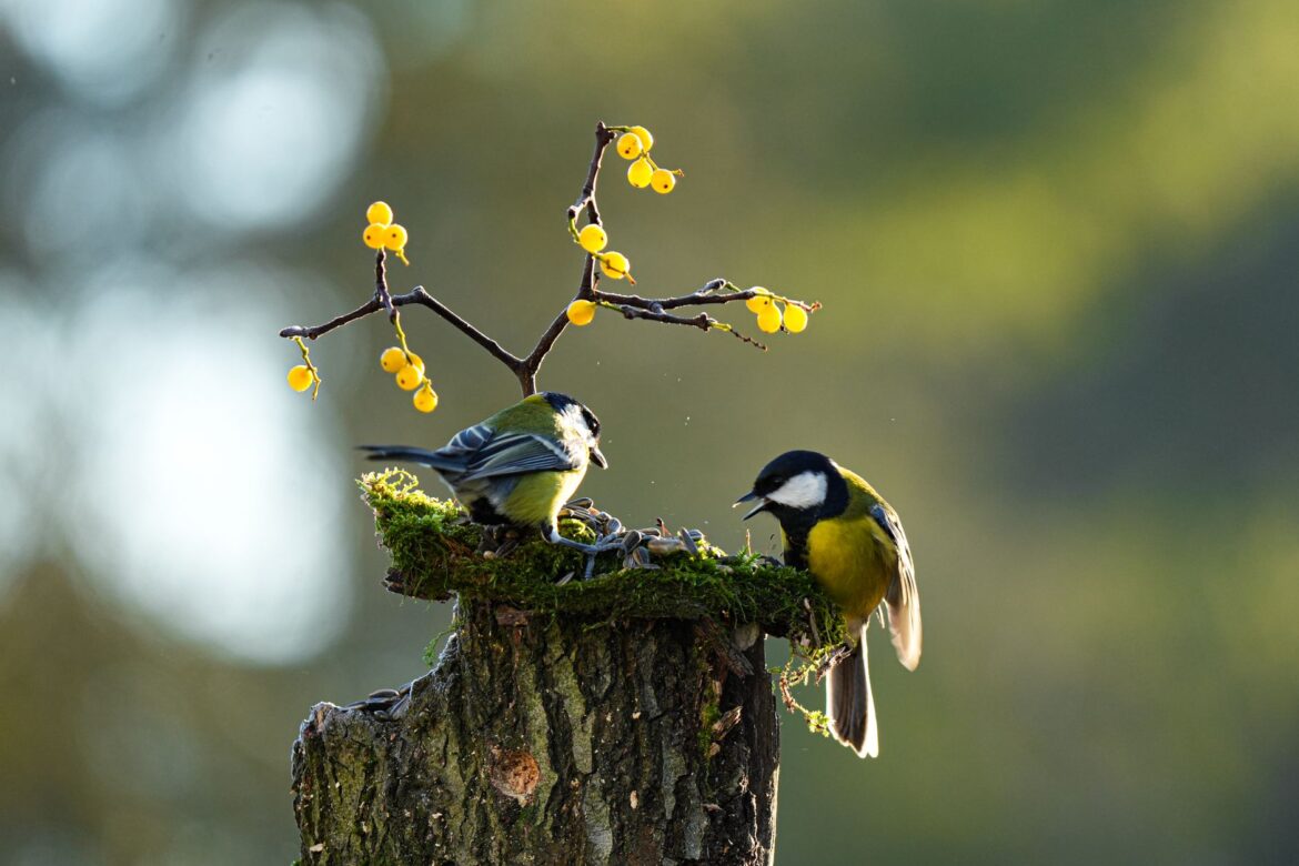 Two vibrant birds perched on a moss-covered stump with yellow berries in a serene outdoor setting.