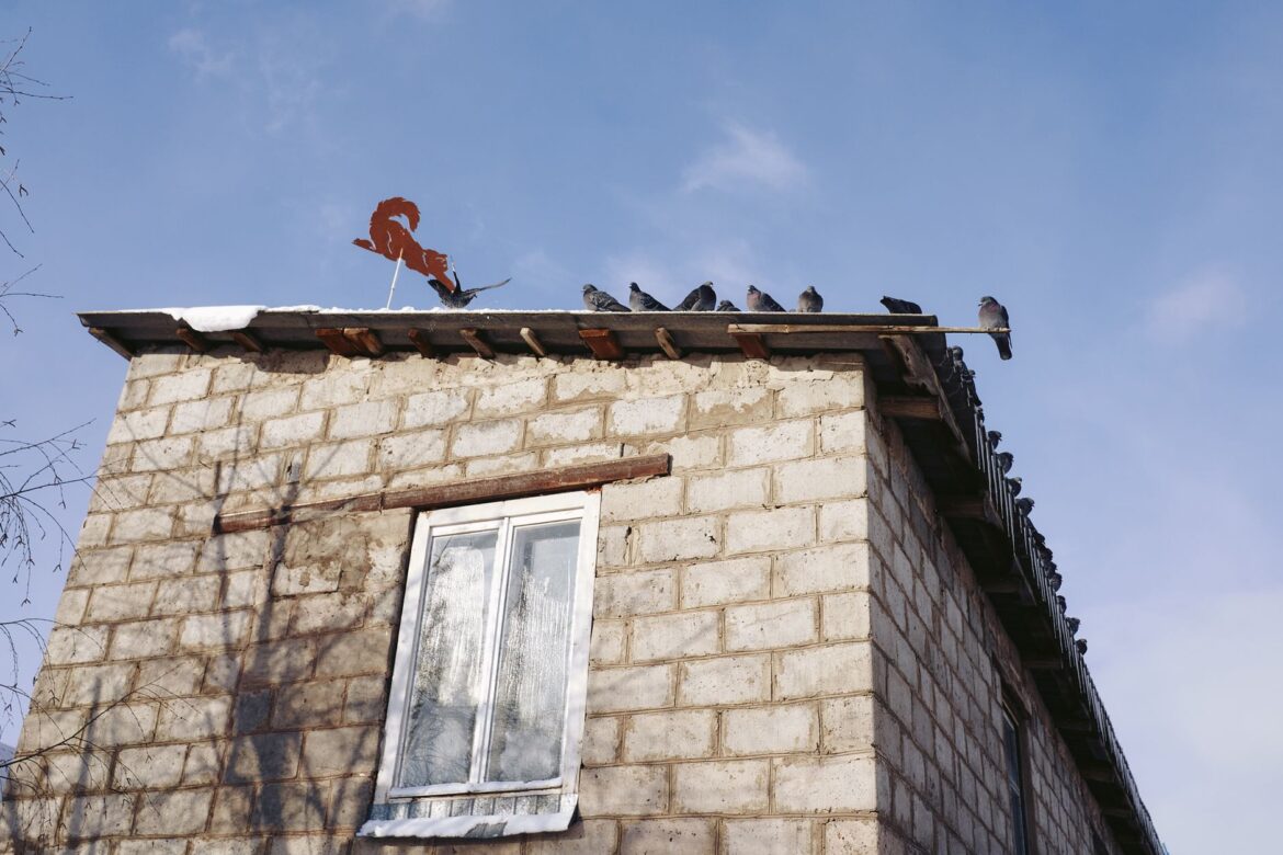 A group of pigeons perched on a rustic brick building with a weather vane atop under a clear winter sky.