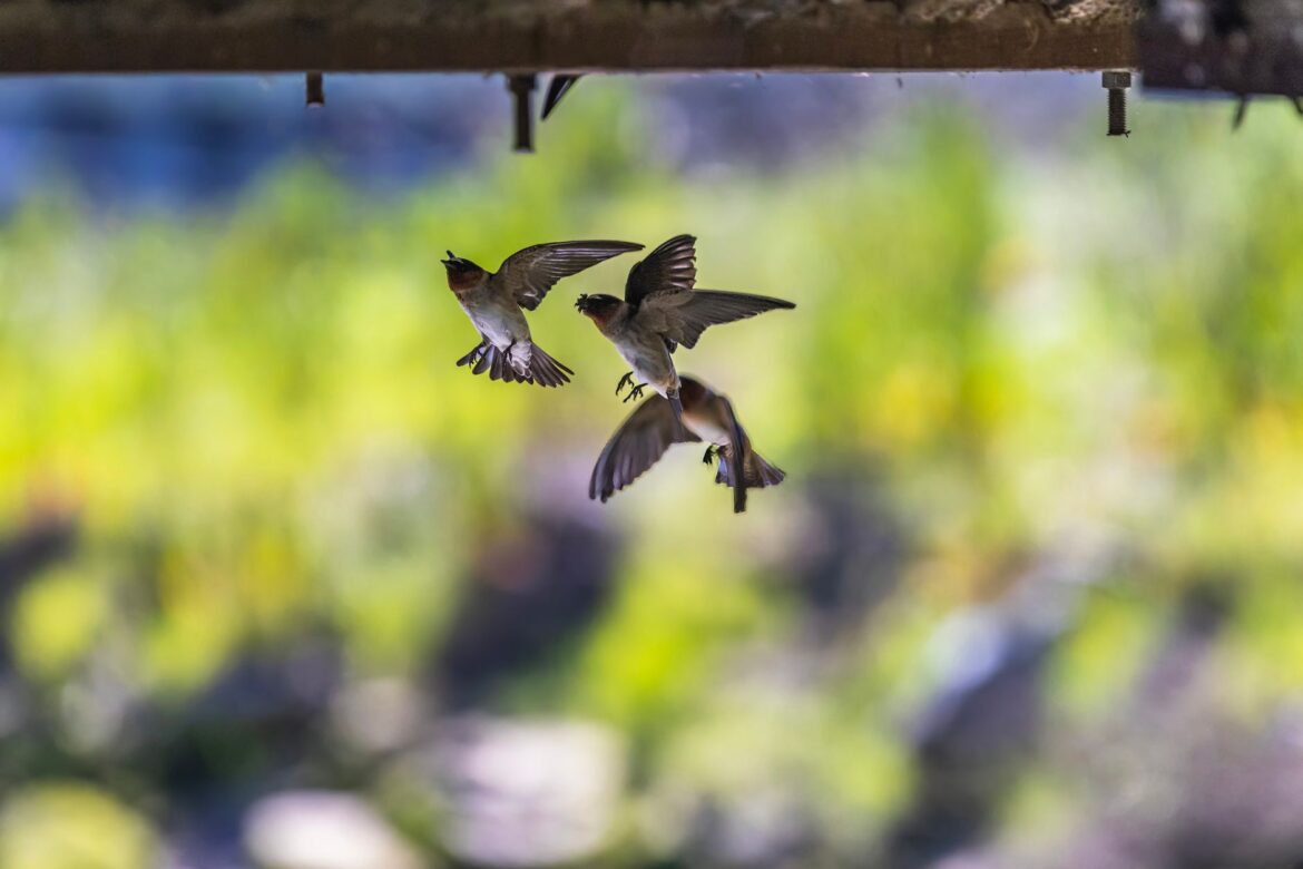 Captivating image of swallows flying under a structure with a blurred natural background.