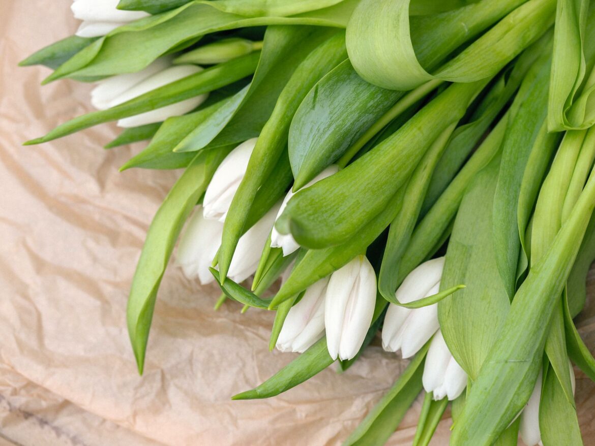 A beautiful bunch of white tulips with vibrant green leaves displayed on a textured surface.