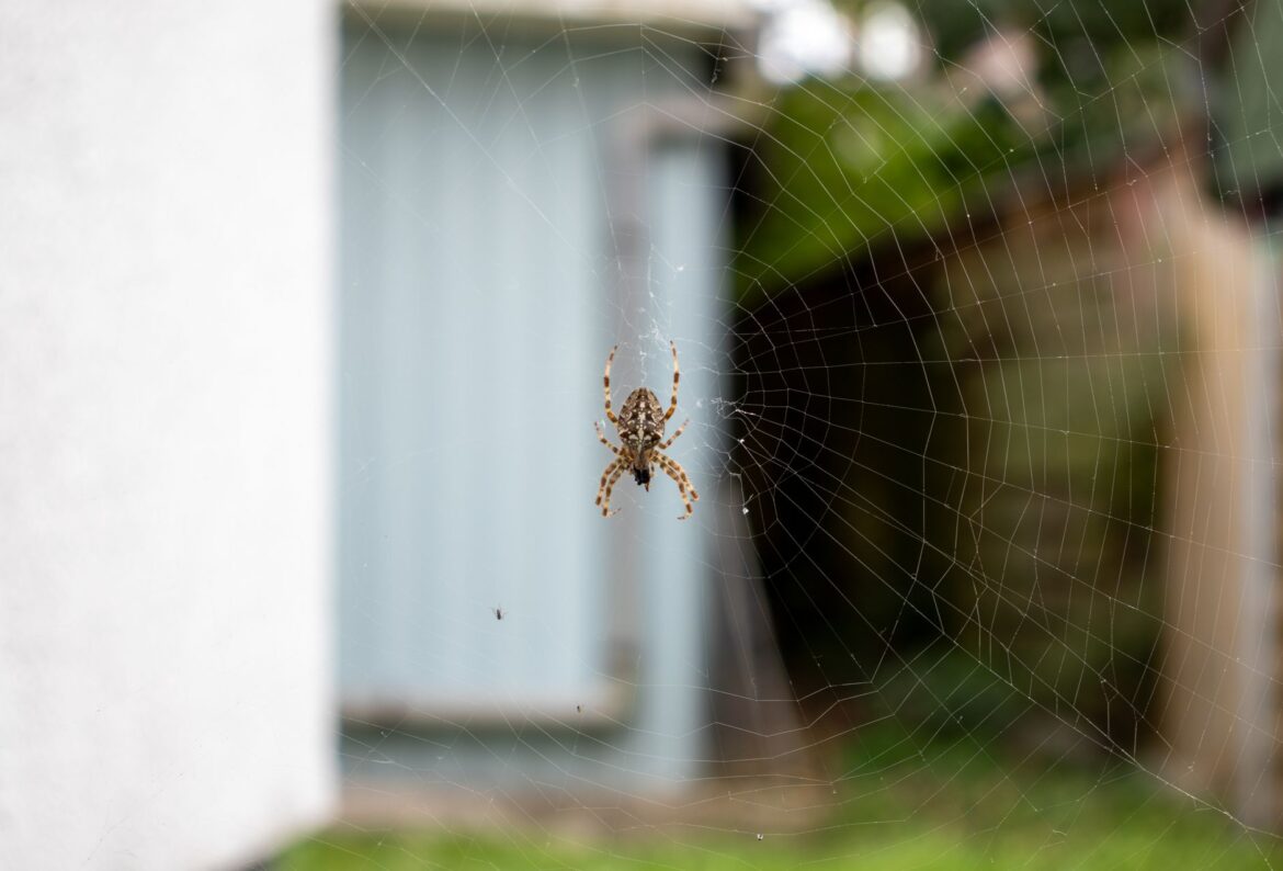 Close-up of a garden spider on its web in a residential backyard in Bochum, Germany.