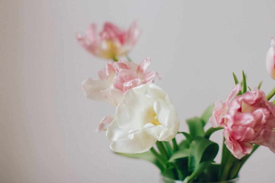 Bunch of elegant pink and white tulips with green leaves in glass vase