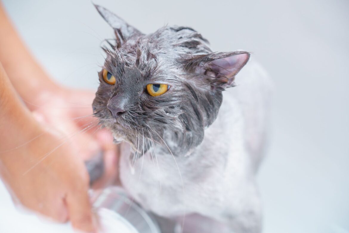 Close-up of a wet cat being bathed, showcasing pet care and hygiene.
