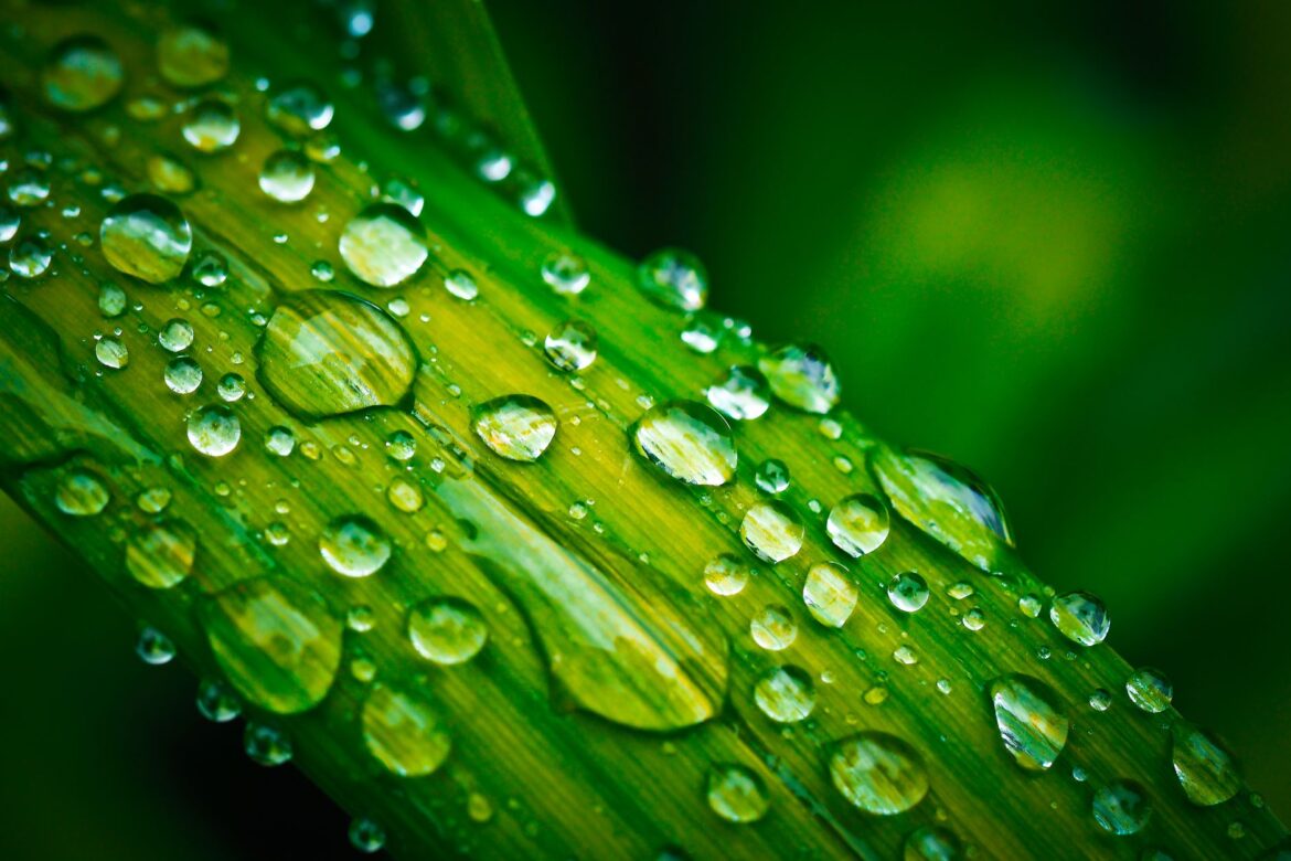 Close-up macro image of fresh dew drops on a vibrant green leaf, capturing nature's elegance.