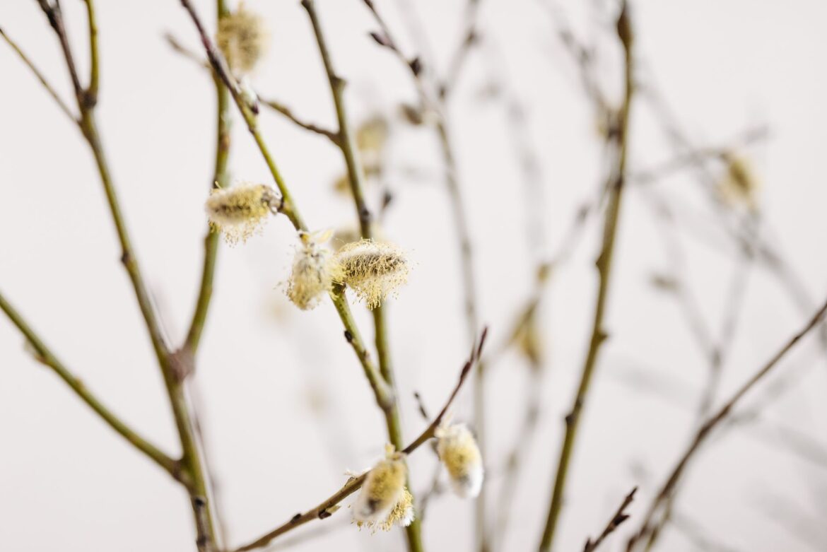 A detailed close-up of blooming goat willow branches with fuzzy catkins against a blurred background.
